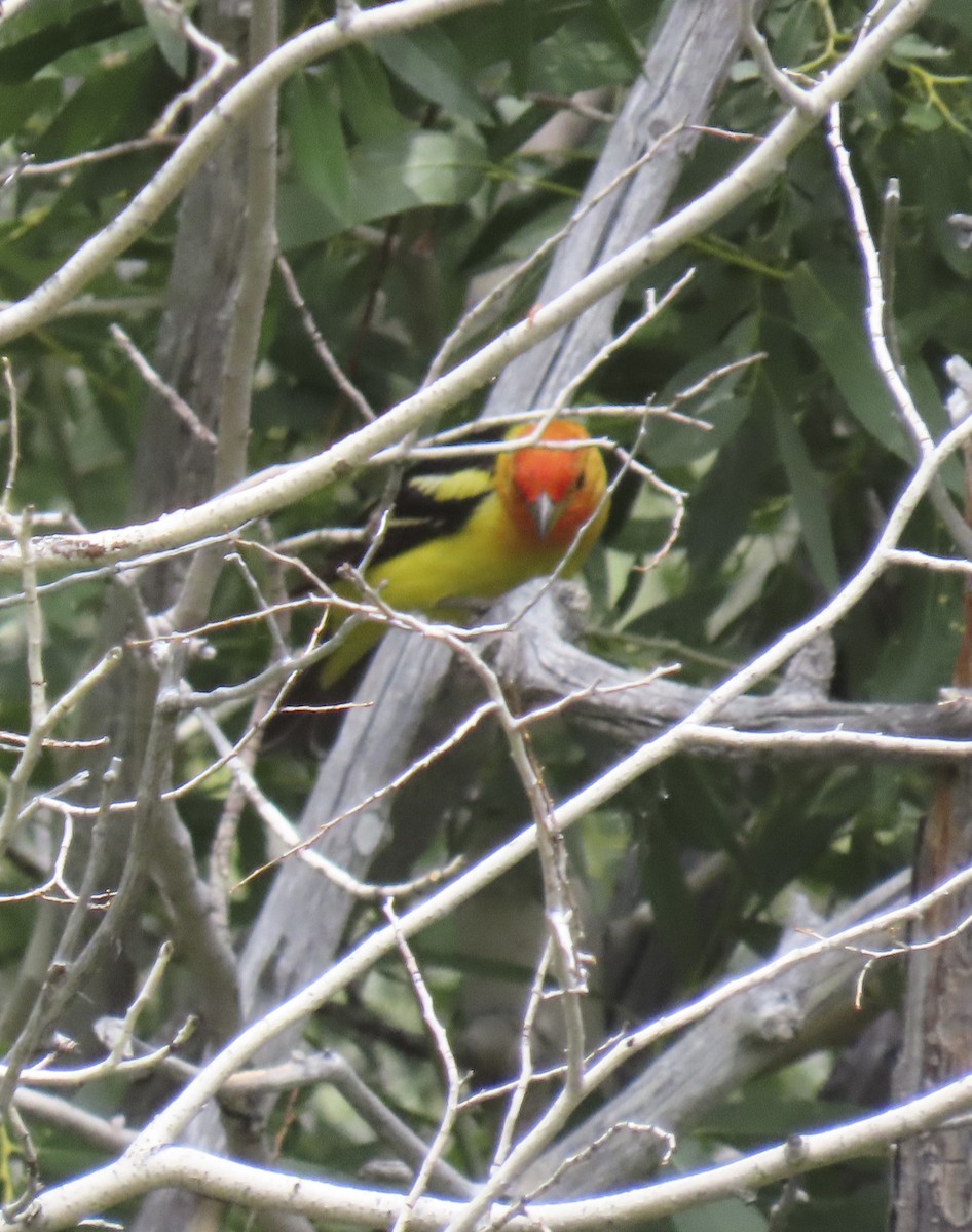 Western Tanager - ML621525553