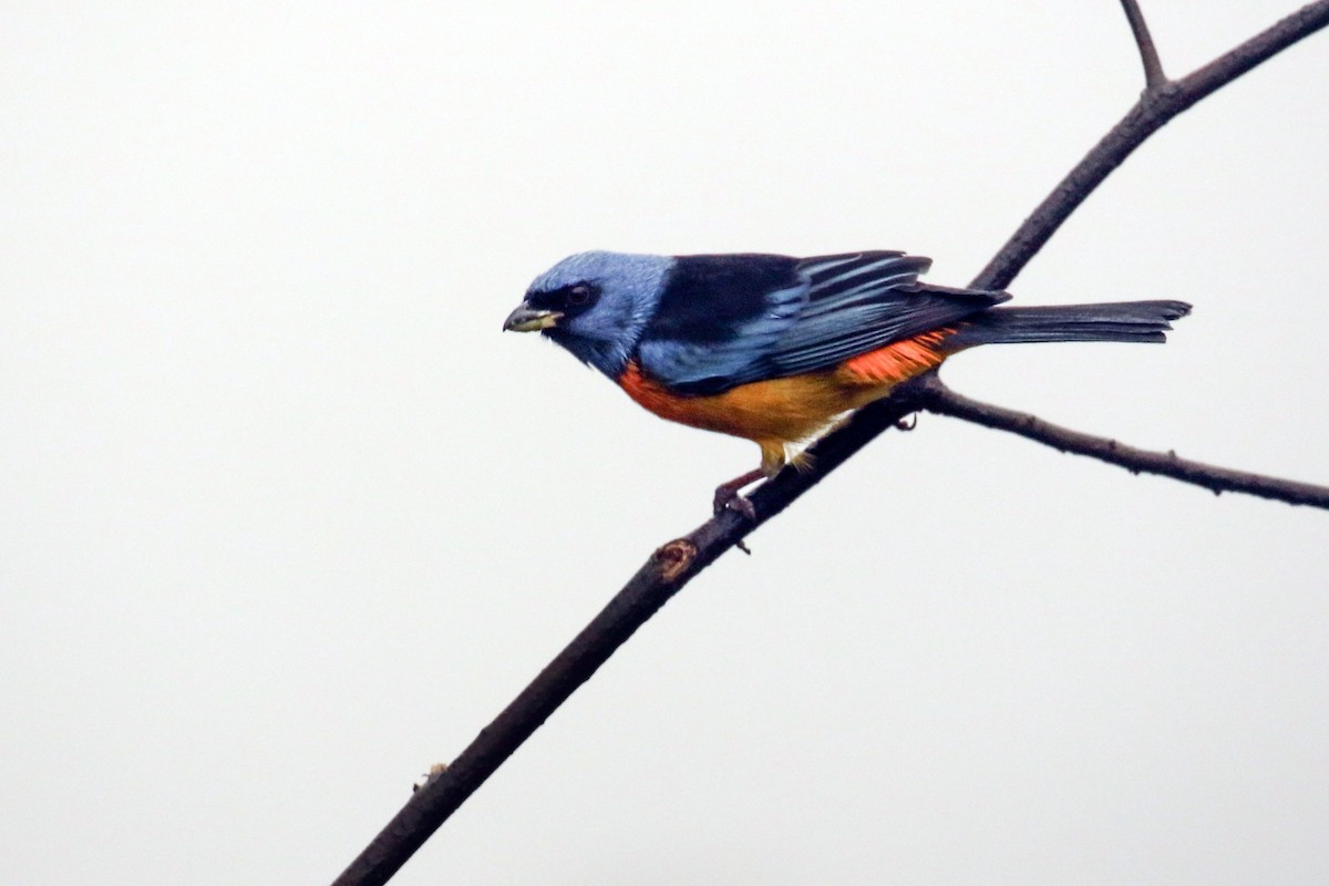 Blue-and-yellow Tanager - ML621525554