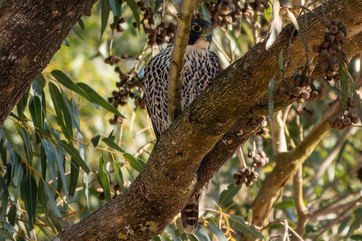 Peregrine Falcon (African) - ML621525558