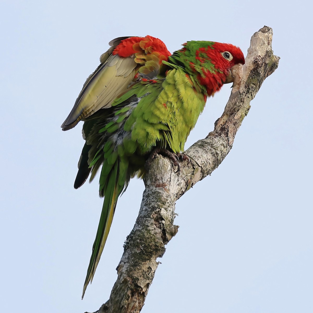 Red-masked Parakeet - ML621525561