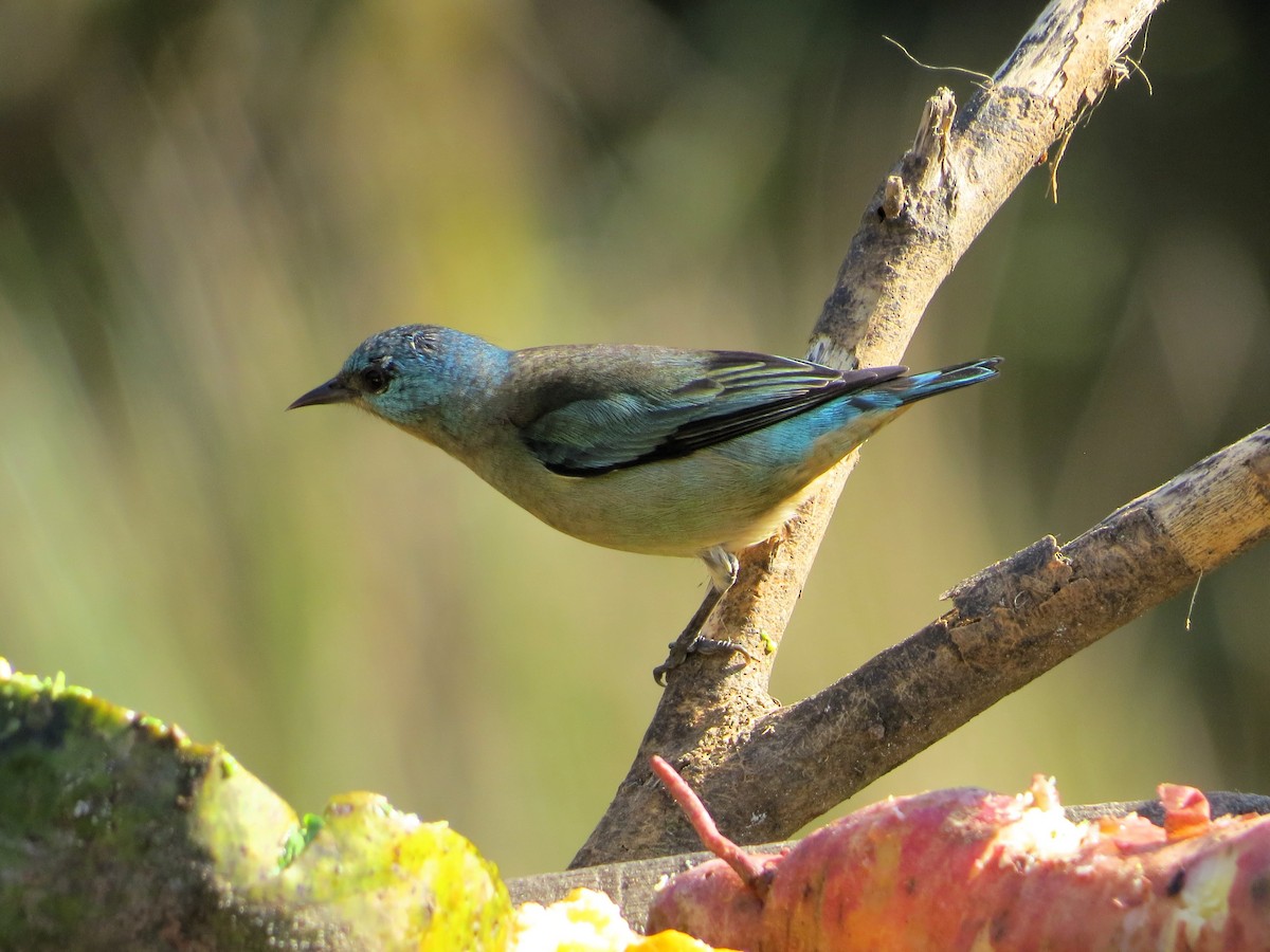 Dacnis Patinegro - ML621525599