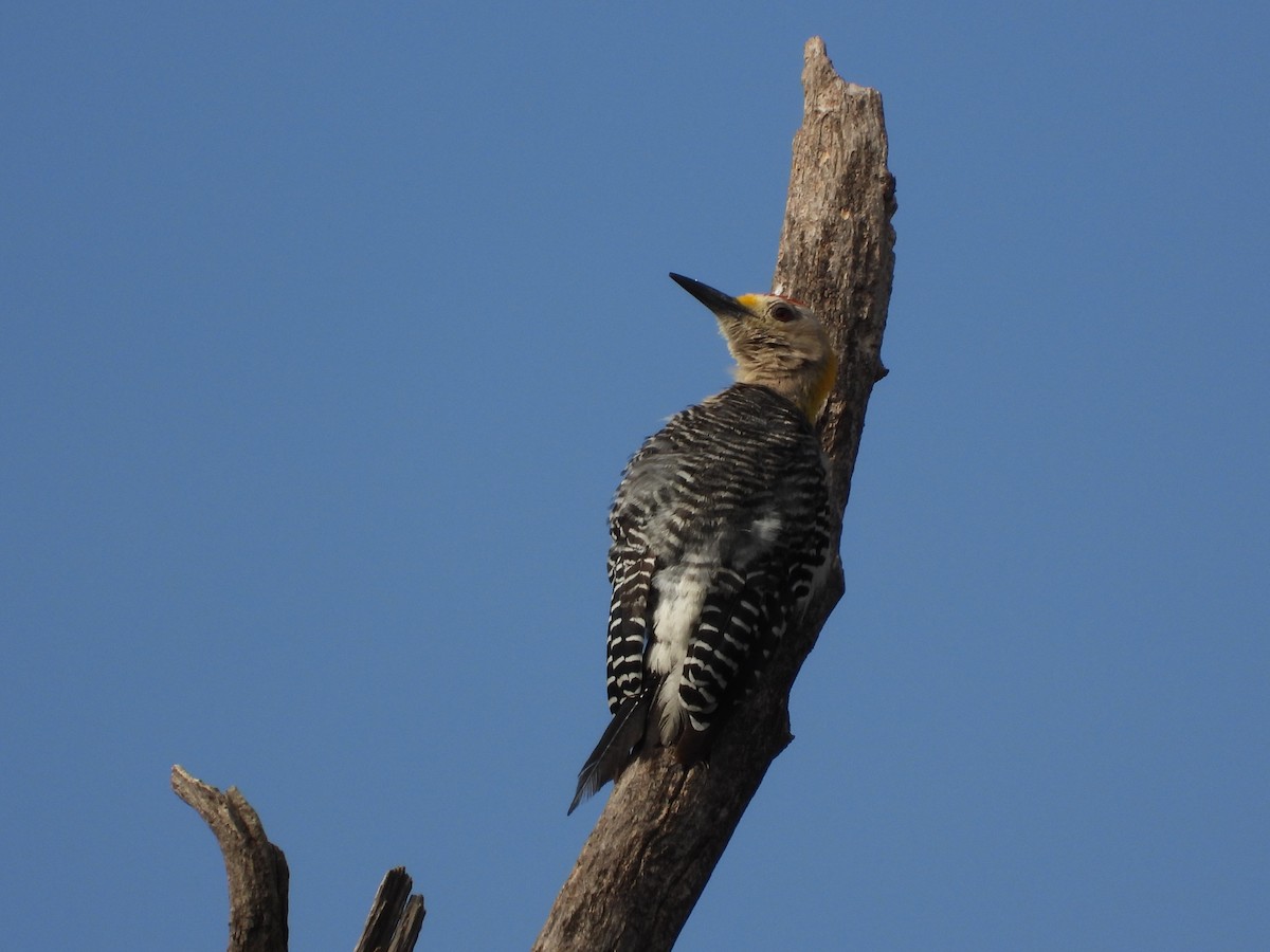 Golden-fronted Woodpecker - ML621525633
