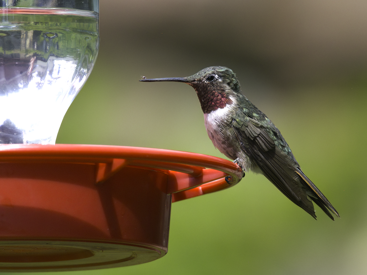 Broad-tailed Hummingbird - ML621525639