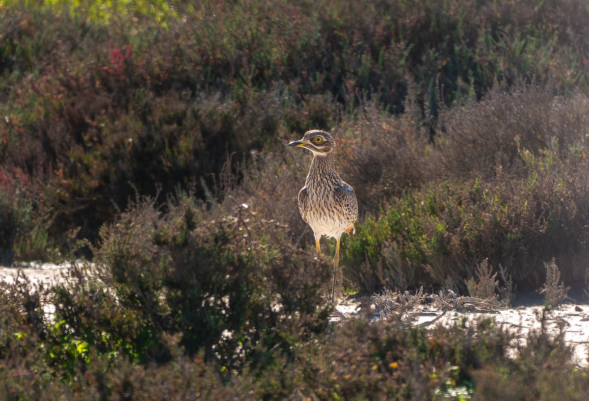 Spotted Thick-knee - ML621525651