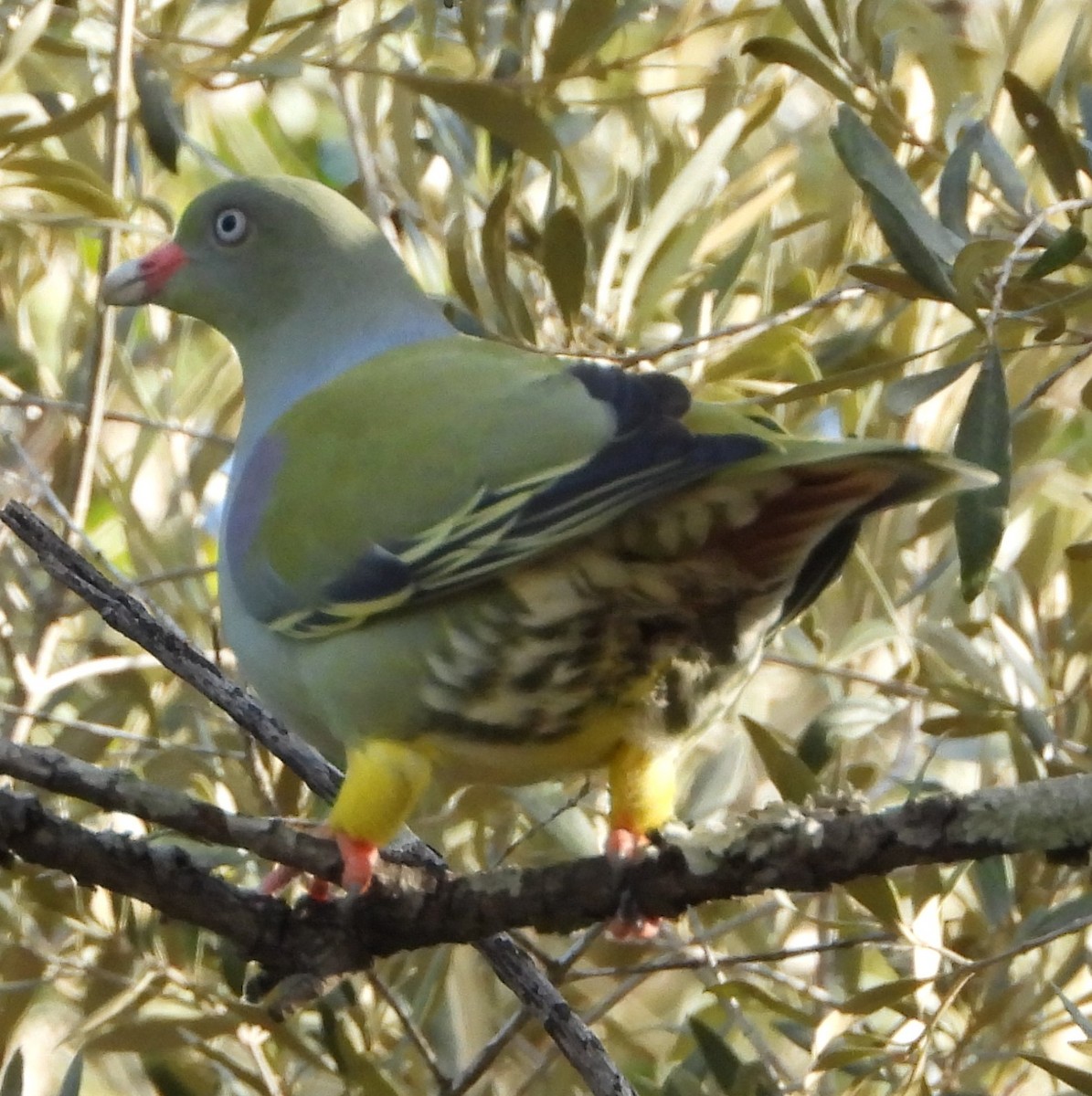 African Green-Pigeon - ML621525656