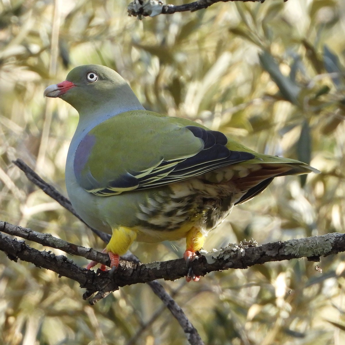African Green-Pigeon - ML621525657