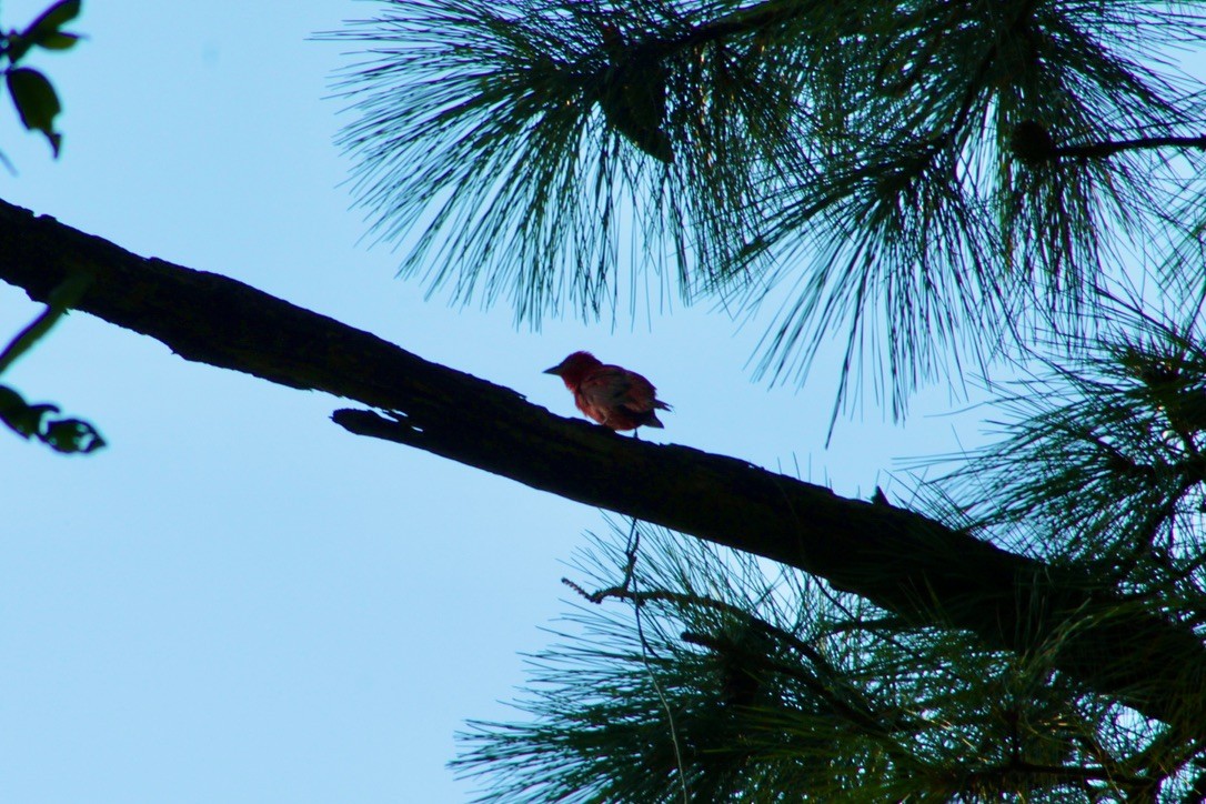Summer Tanager - ML621525670
