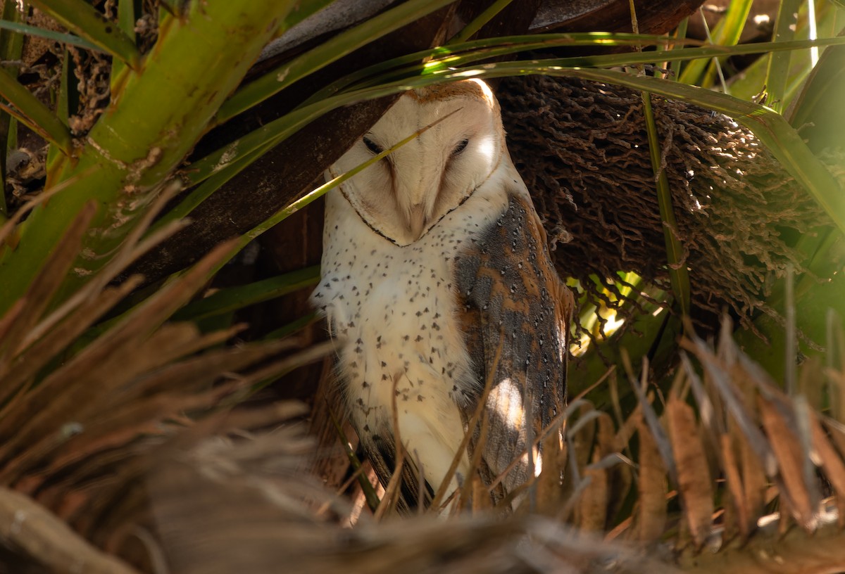 Barn Owl (African) - ML621525674