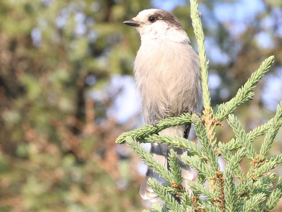 Canada Jay - ML621525703