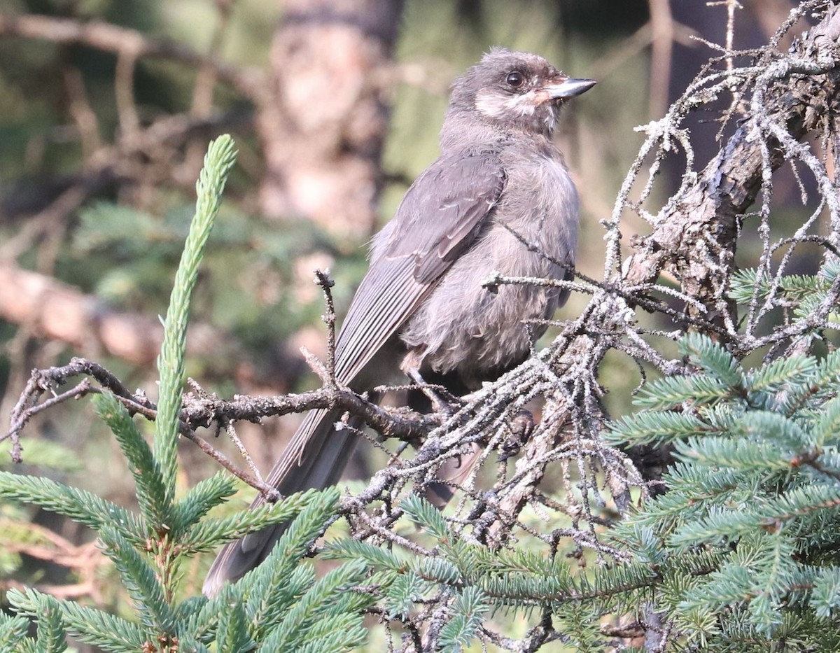 Canada Jay - ML621525704