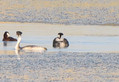 Western Grebe - Joshua Greenfield