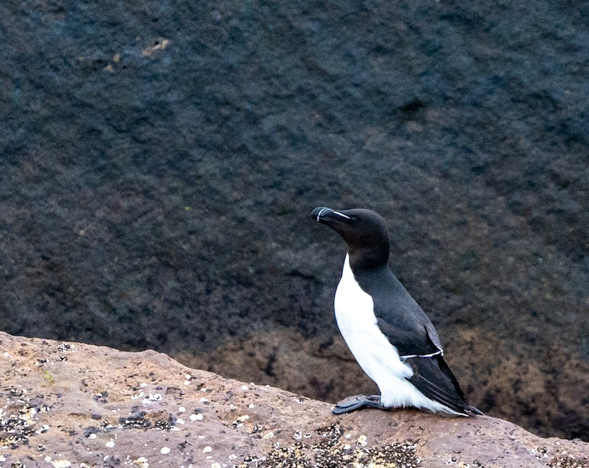 Razorbill - ML621525708