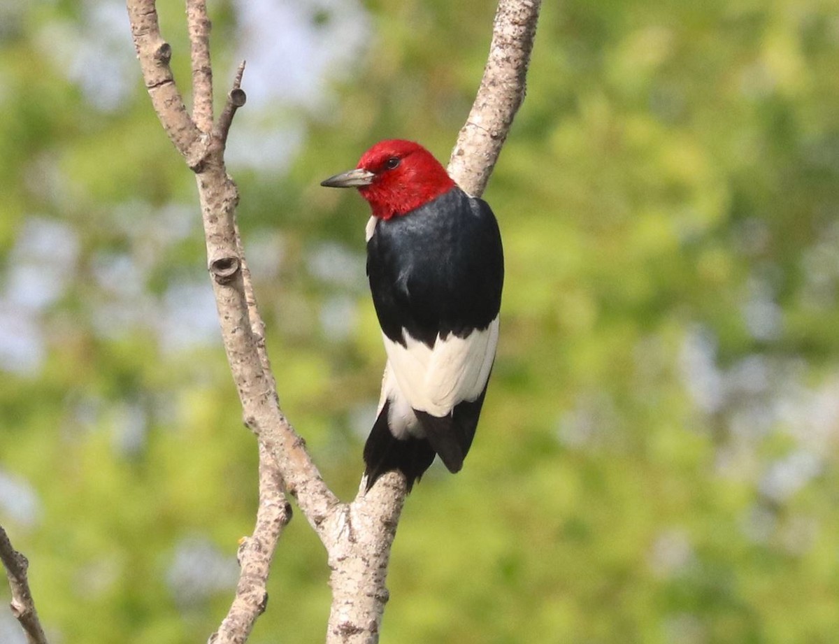 Red-headed Woodpecker - ML621525728