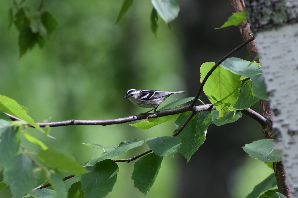 Black-and-white Warbler - ML621525788