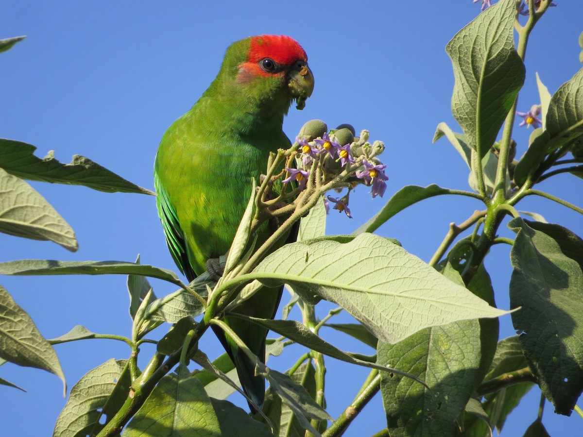 Pileated Parrot - ML621525792