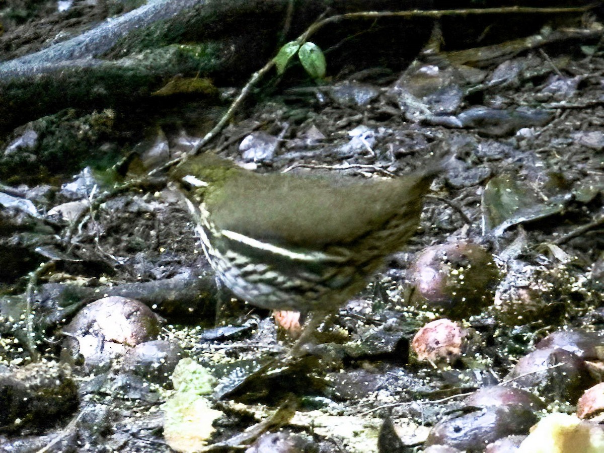 Short-tailed Antthrush - ML621525847