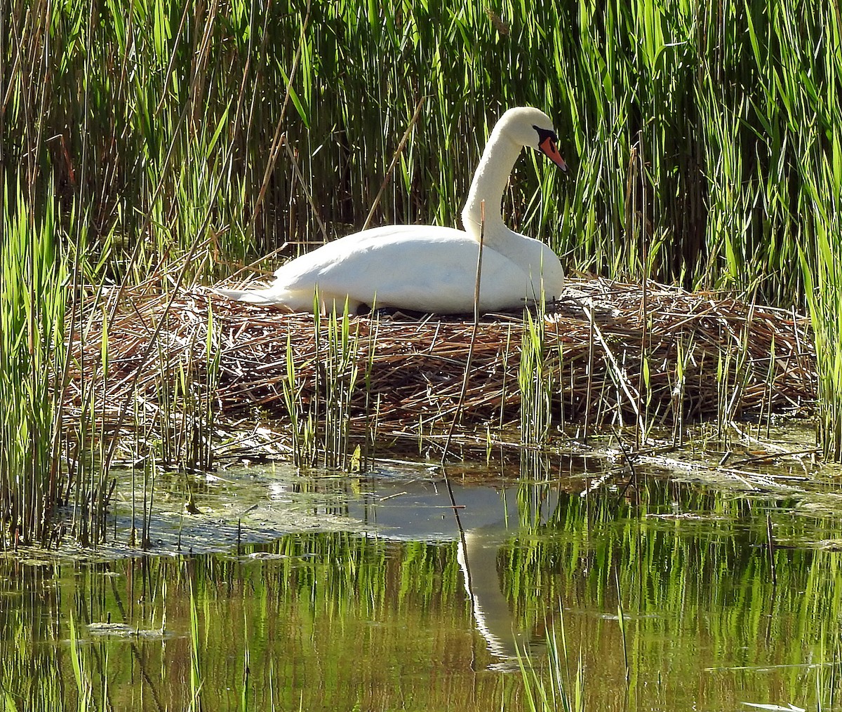 Mute Swan - ML621525869