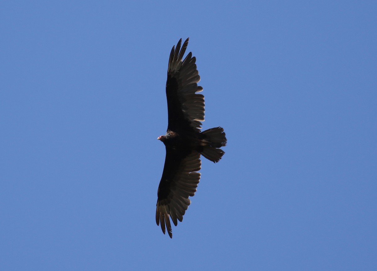 Turkey Vulture - ML621525883