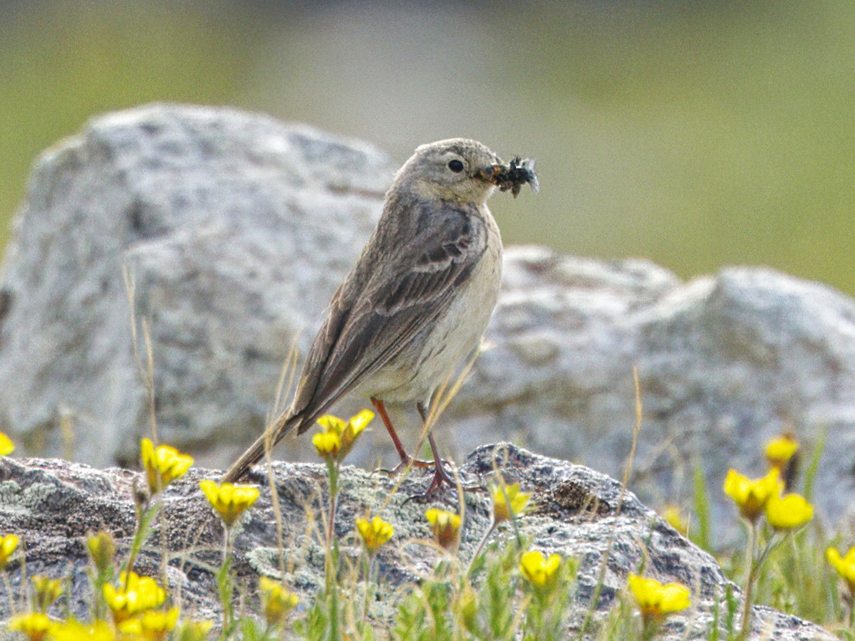 Pipit d'Amérique - ML621525909