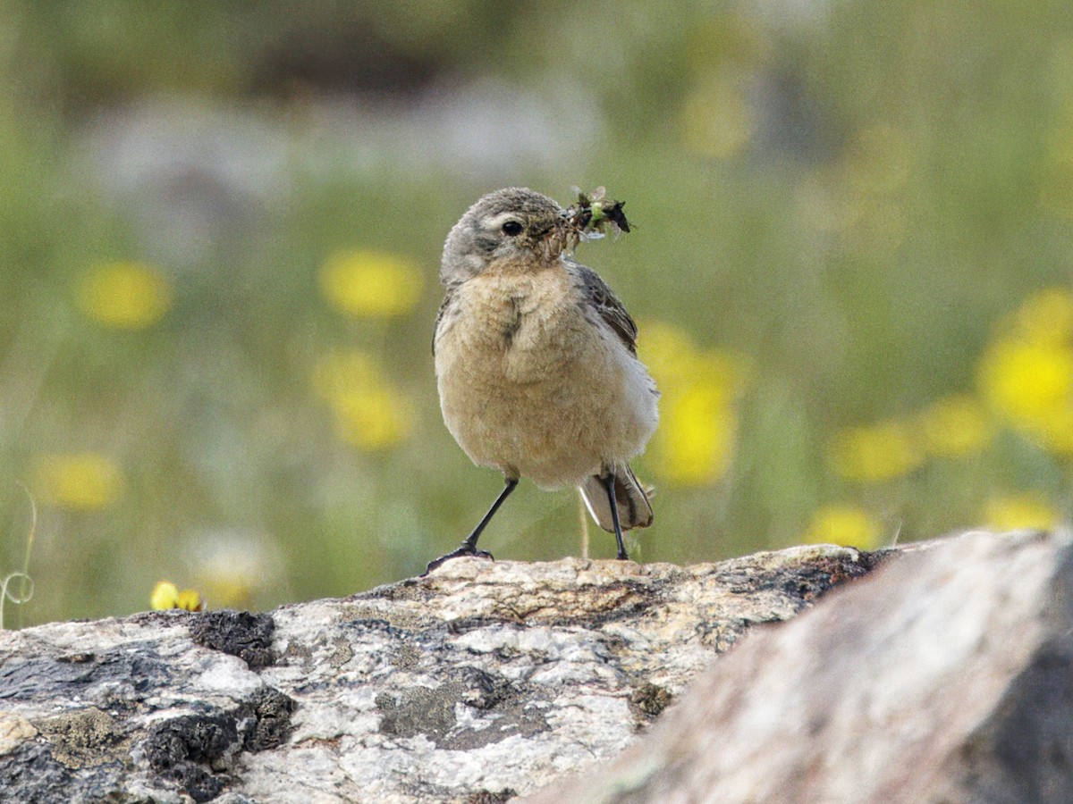 Pipit d'Amérique - ML621525910