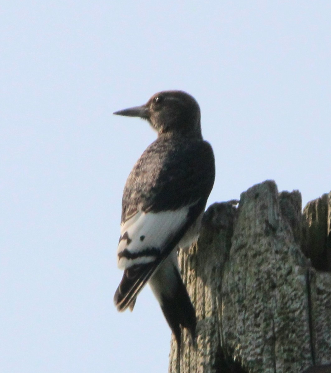 Red-headed Woodpecker - ML621525934