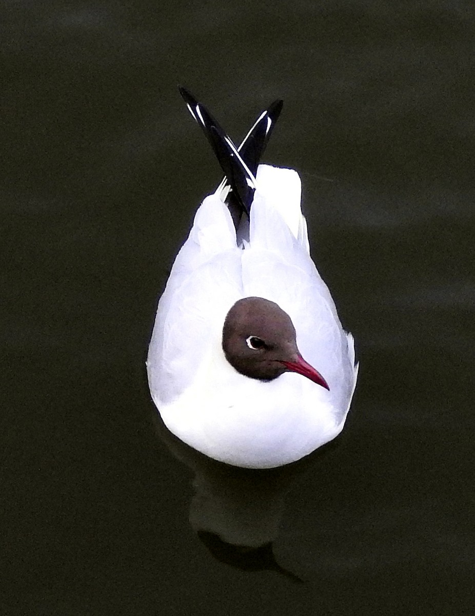 Black-headed Gull - ML621525943