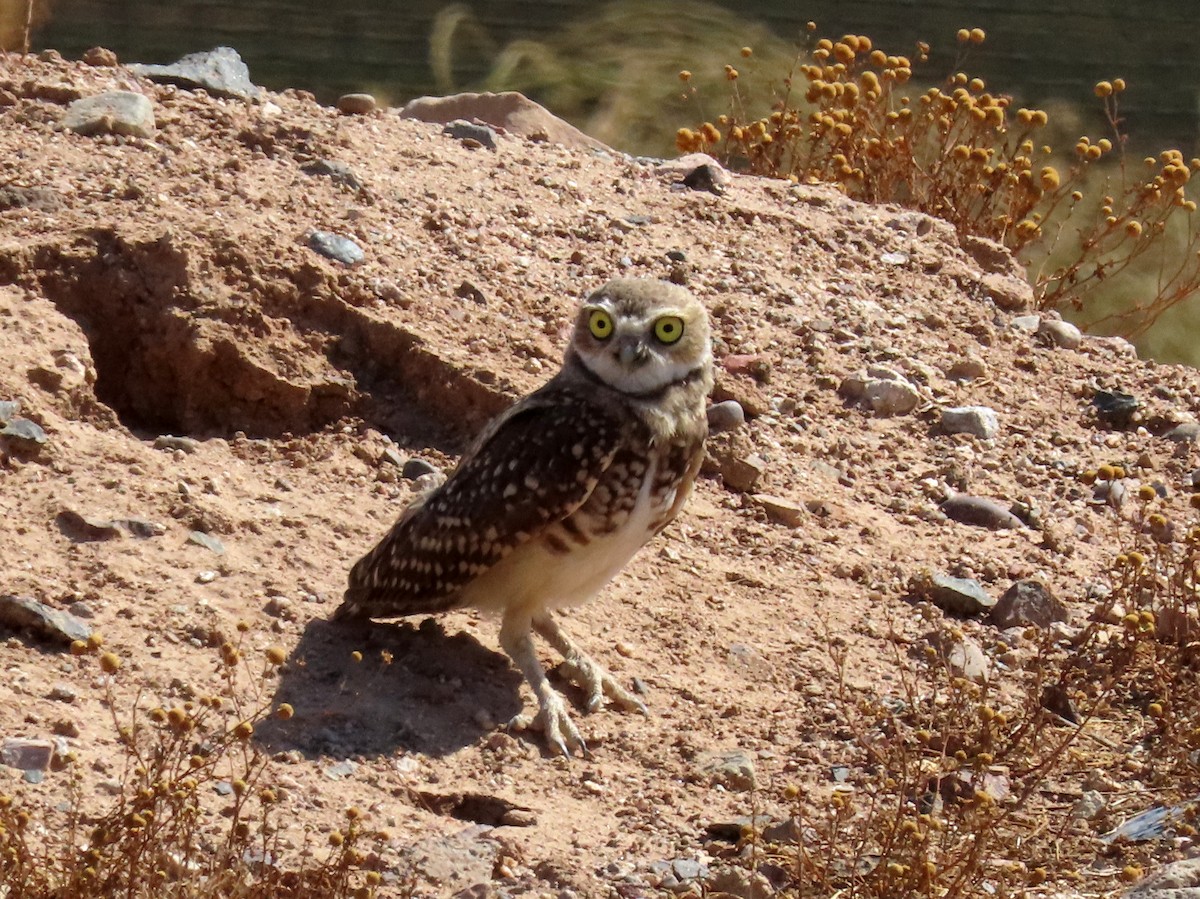 Burrowing Owl - ML621525967