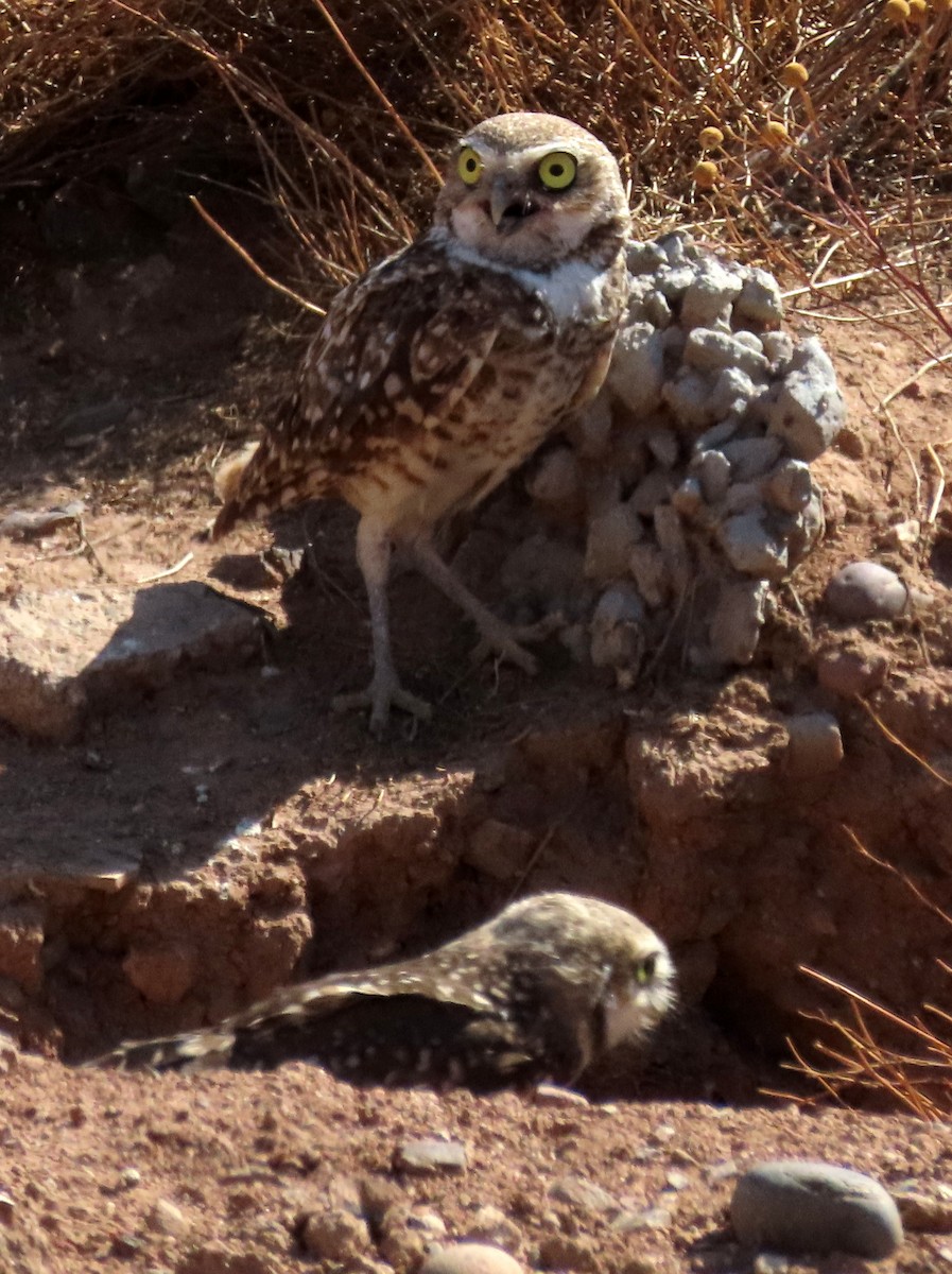 Burrowing Owl - Jon G.