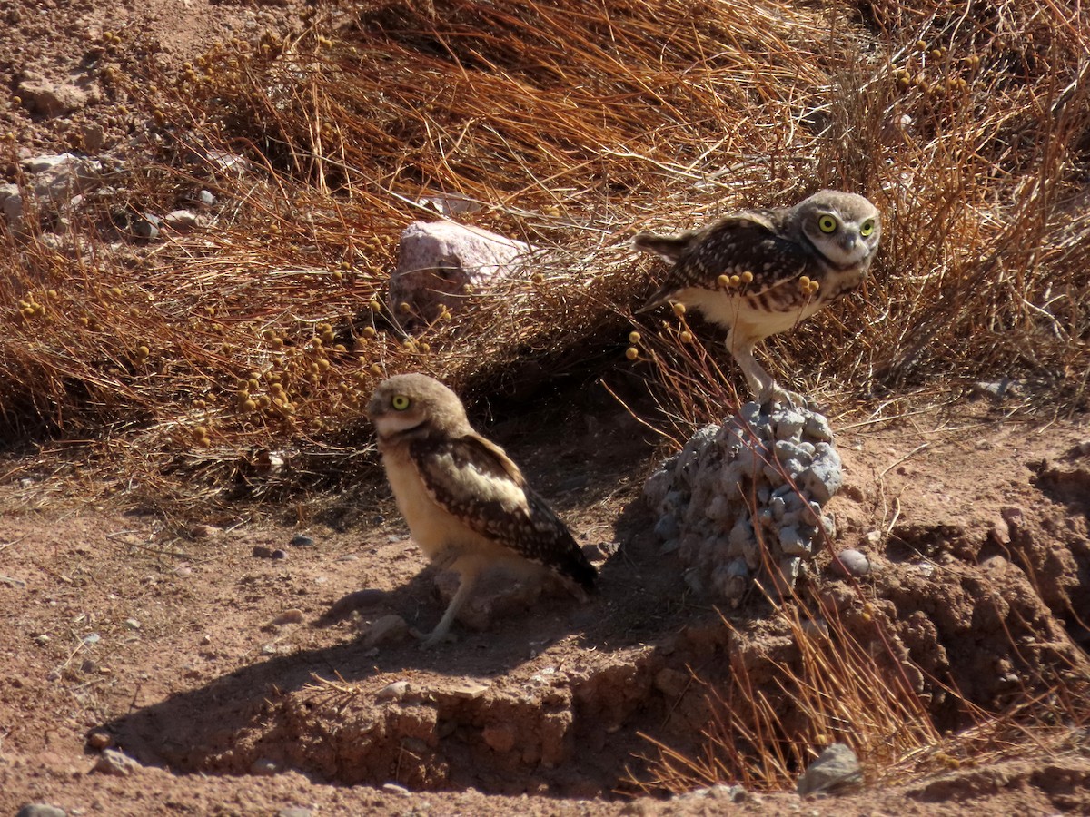 Burrowing Owl - ML621525971