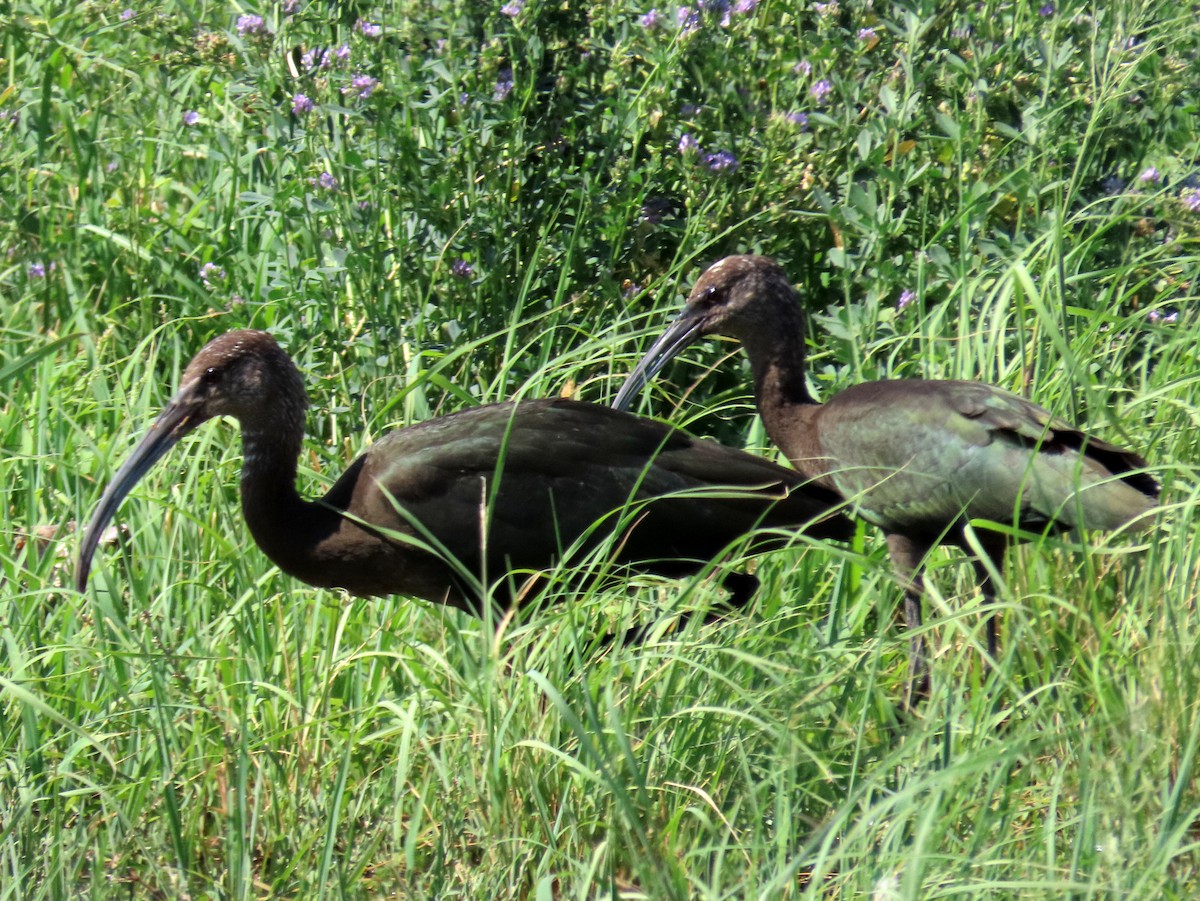White-faced Ibis - Jon G.
