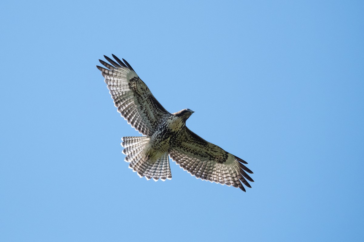 Red-tailed Hawk - ML621526006