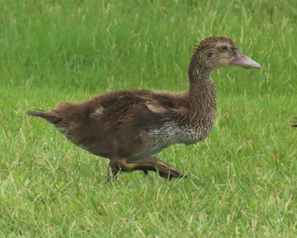 Muscovy Duck (Domestic type) - ML621526033