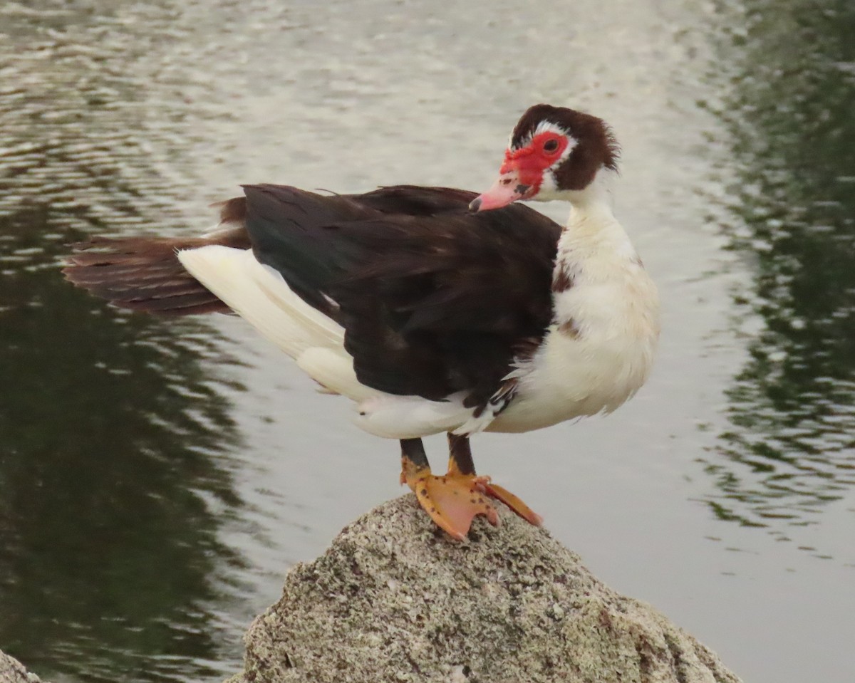 Muscovy Duck (Domestic type) - ML621526057