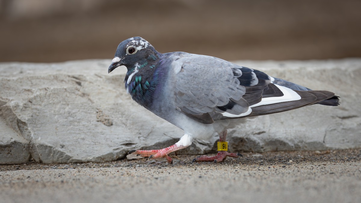 Pigeon biset (forme domestique) - ML621526062