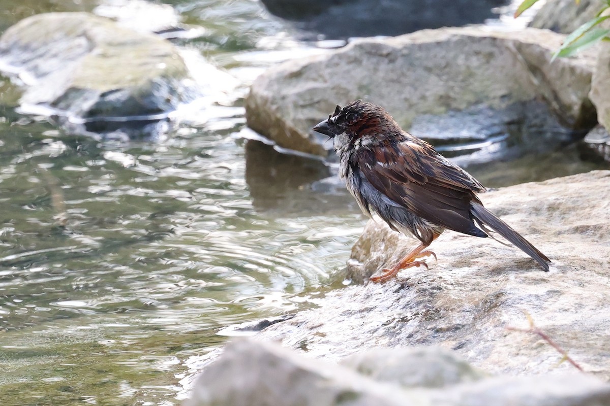 Moineau domestique - ML621526084