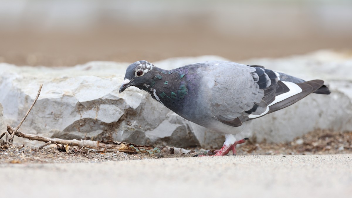 Rock Pigeon (Feral Pigeon) - ML621526092