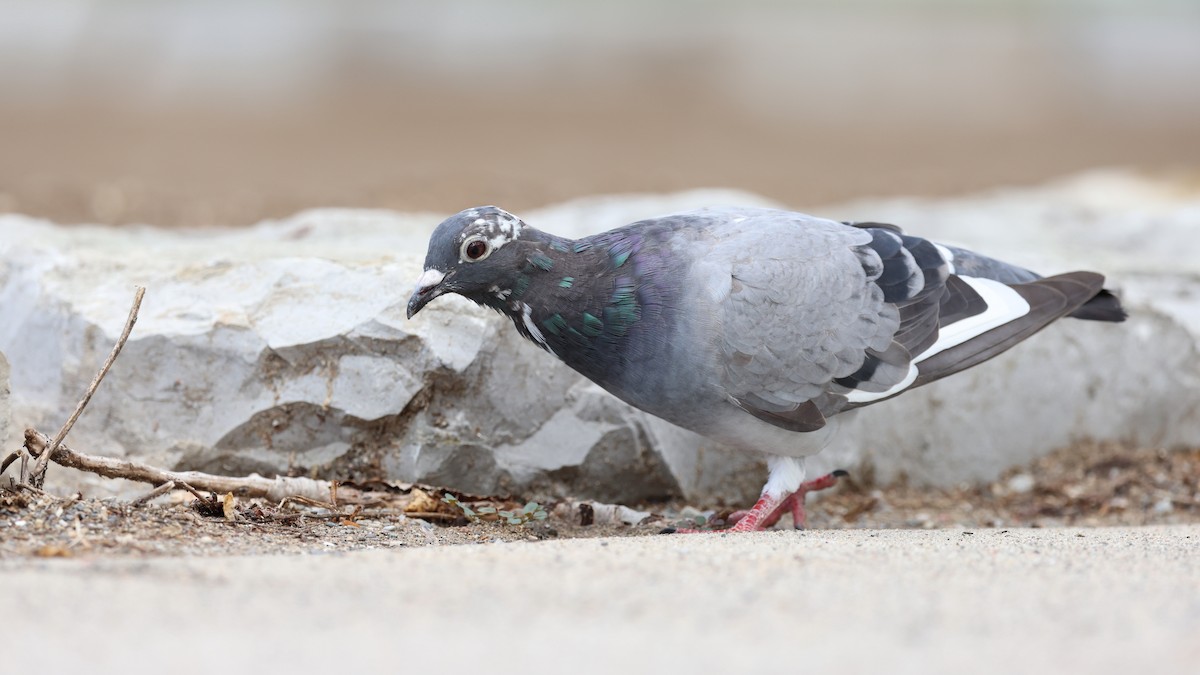 Pigeon biset (forme domestique) - ML621526092