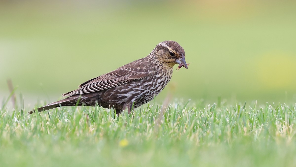 Red-winged Blackbird - Mark Sak