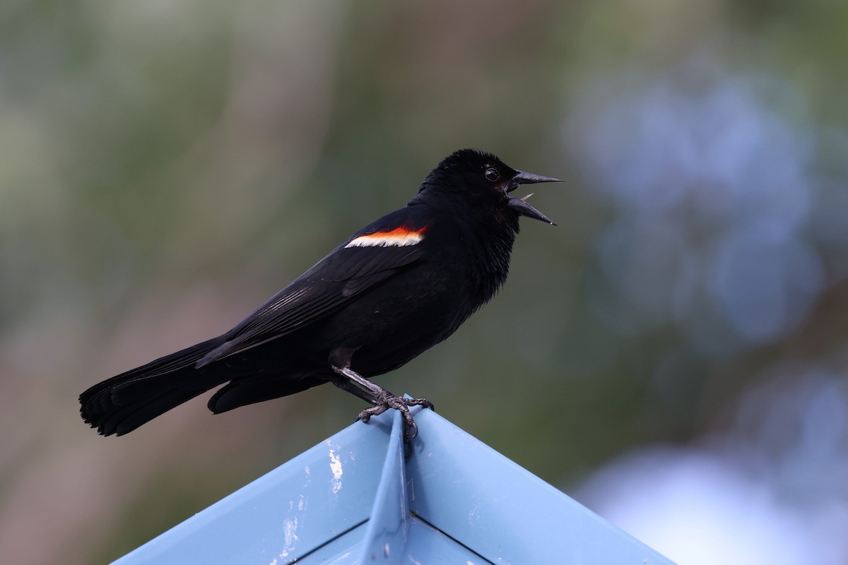 Red-winged Blackbird - ML621526095