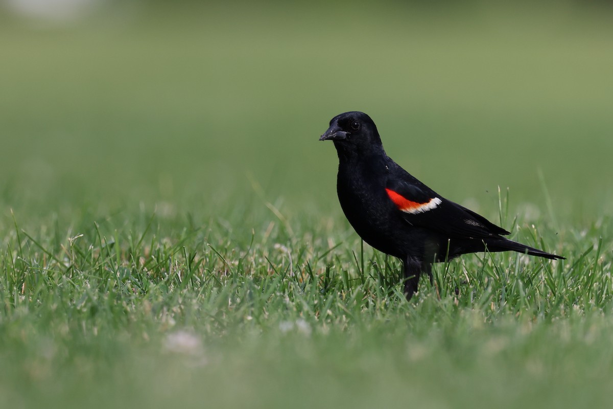 Red-winged Blackbird - ML621526097