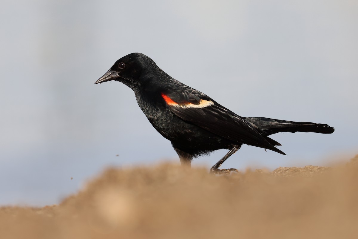 Red-winged Blackbird - Mark Sak