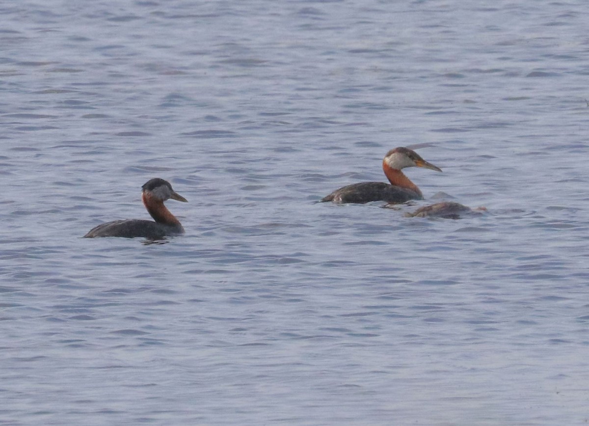 Red-necked Grebe - ML621526104