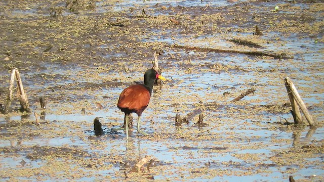 Wattled Jacana - ML621526115