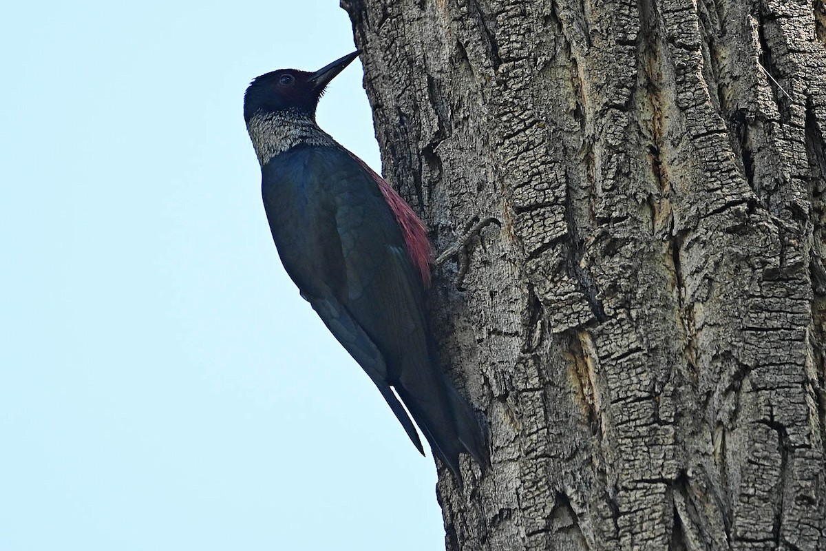 Lewis's Woodpecker - ML621526124