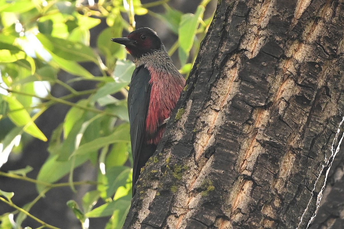 Lewis's Woodpecker - ML621526125