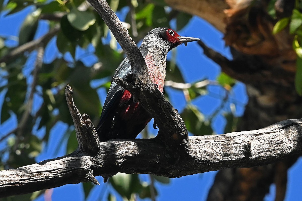 Lewis's Woodpecker - ML621526126