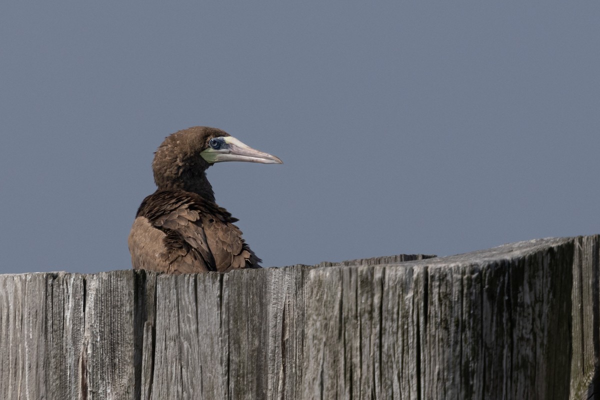 Brown Booby - ML621526182