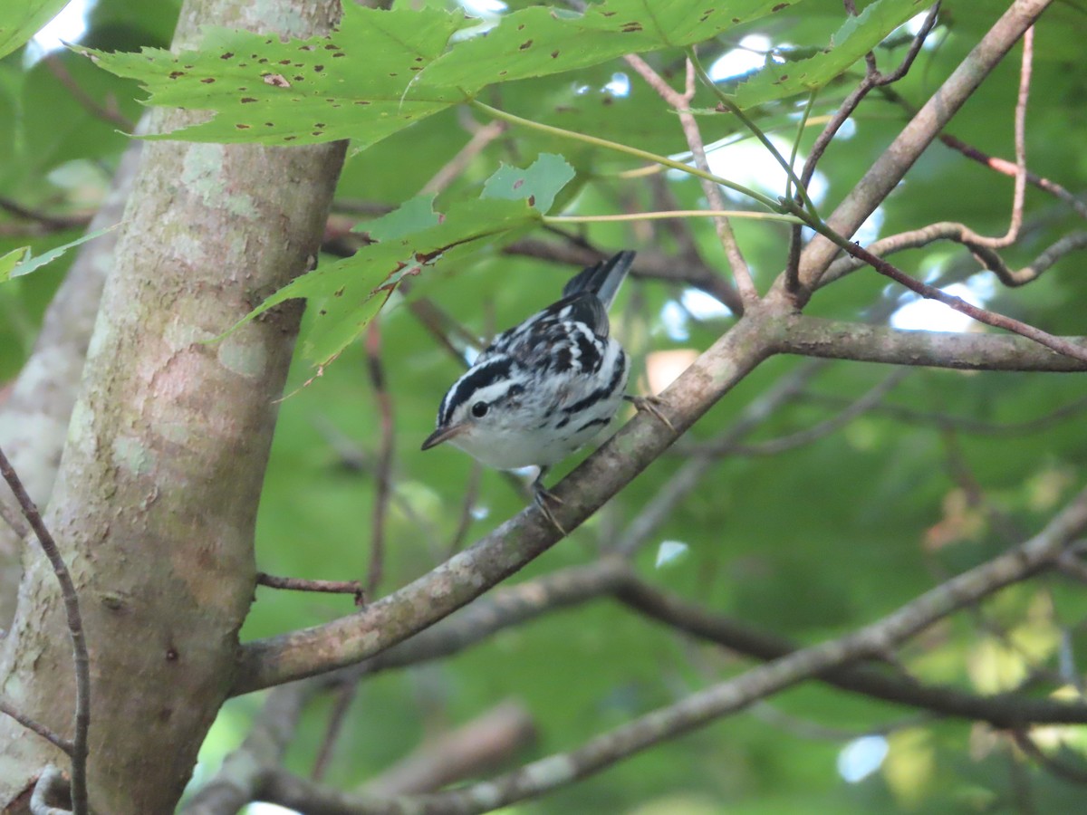 Black-and-white Warbler - ML621526199