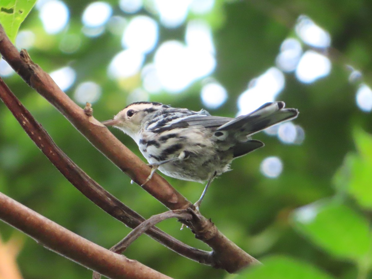 Black-and-white Warbler - ML621526200