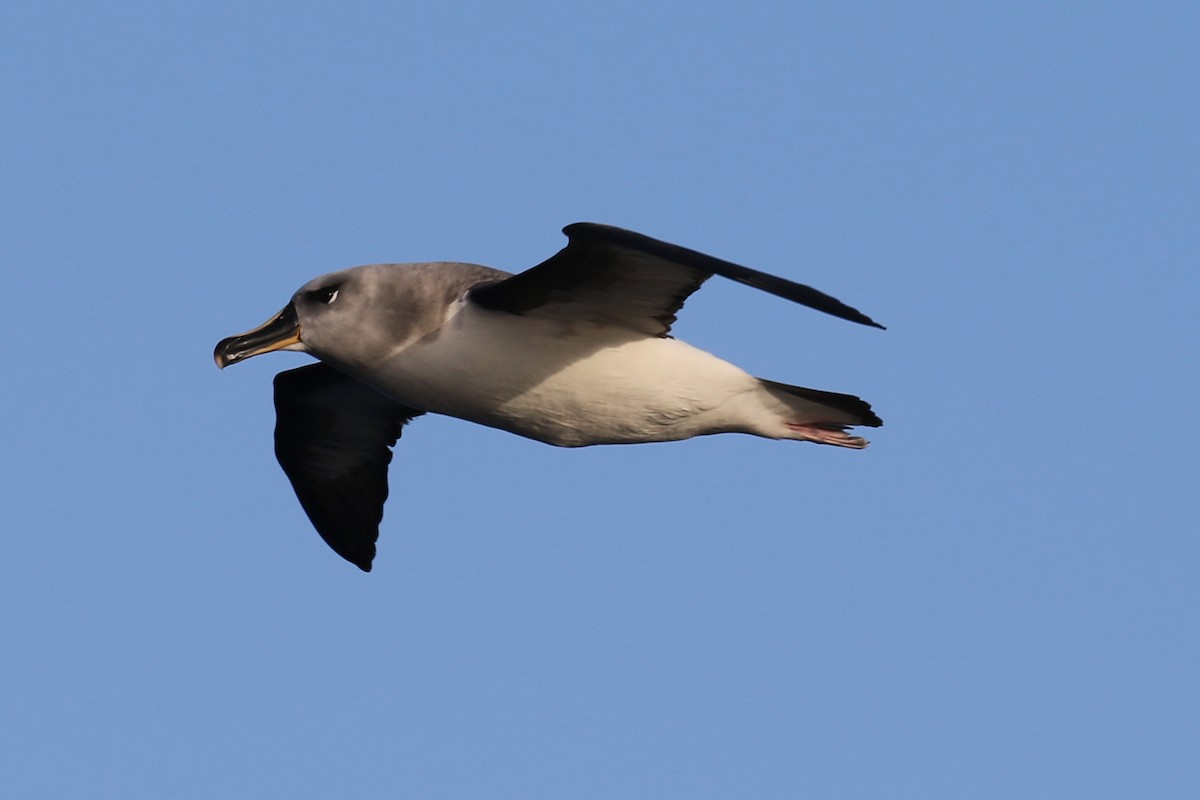albatros šedohlavý - ML621526237